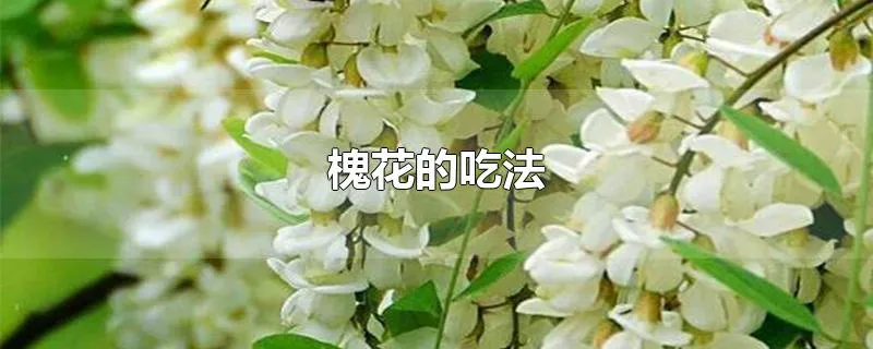 槐花的吃法