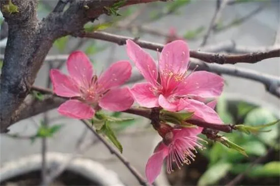 桃花夏季如何修剪，遮阴防晒梳剪枝条