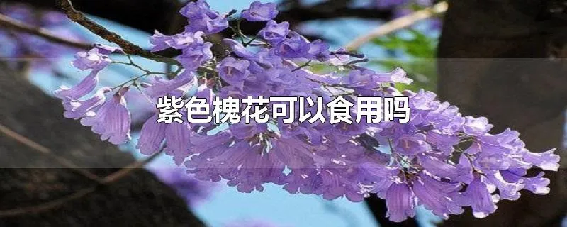 紫色槐花可以食用吗
