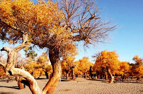 哪种树在沙漠中被称为会流泪的树