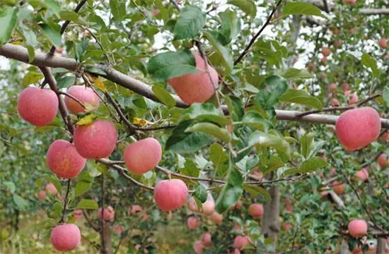 苹果树花露红打什么药