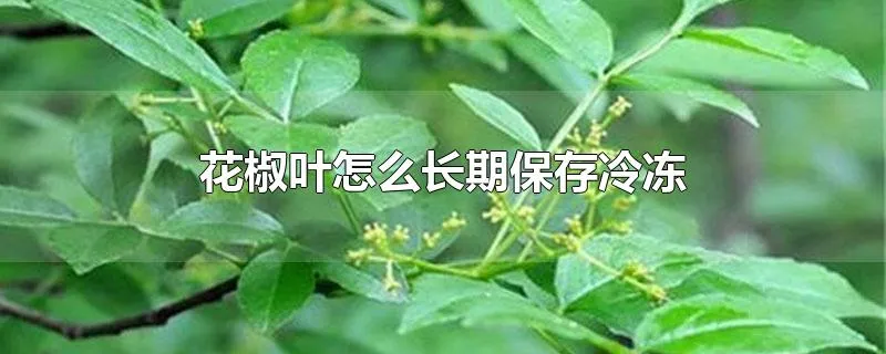 花椒叶怎么长期保存冷冻