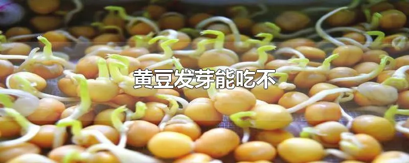 黄豆发芽能吃不