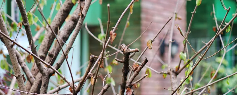 樱花树叶子突然枯萎怎么救治