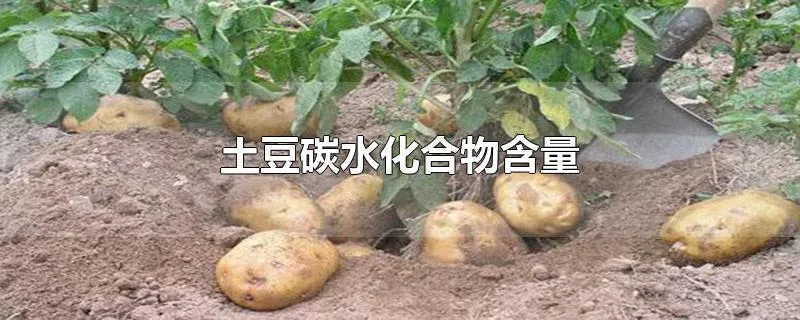 土豆碳水化合物含量