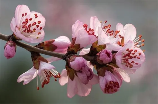 山桃花和桃花的区别