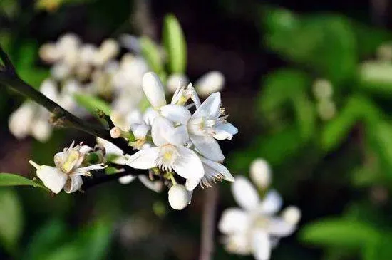 橙花是什么味道