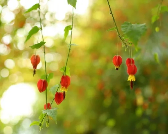 蔓性风铃花