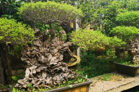 黄荆下山桩怎样种植成活率高