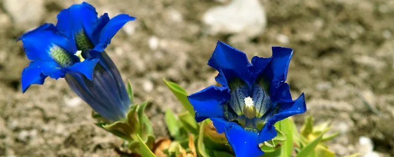 龙胆花什么季节开花