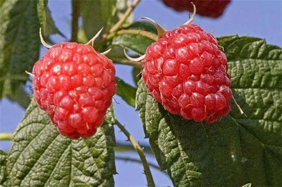 空心泡和树莓的区别