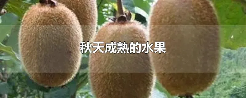 秋天成熟的水果