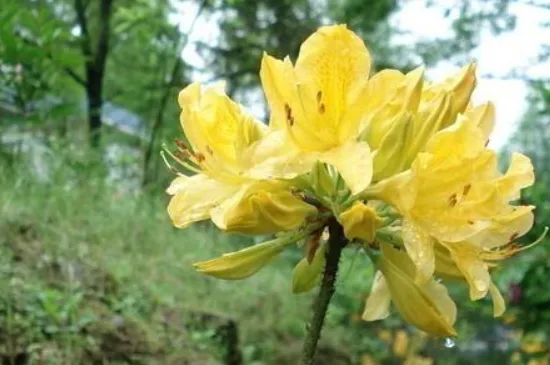 闹羊花怎么大规模种植