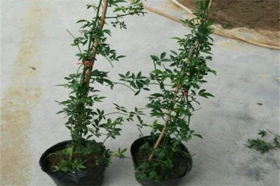 木香花在哪可以买到，江苏沐阳苗木最为便宜