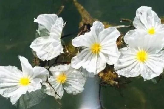 泸沽湖的水性杨花花语