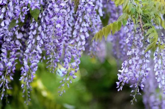 紫藤萝花的象征意义