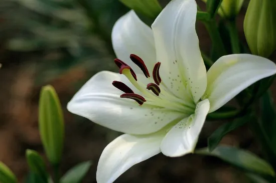 室内开花的好养的花