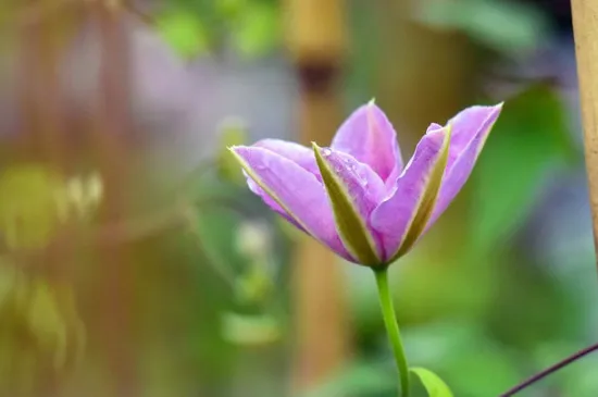 铁线莲花谢后怎么修剪