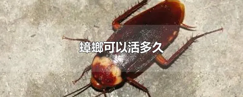 蟑螂可以活多久