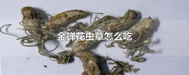 金蝉花虫草怎么吃