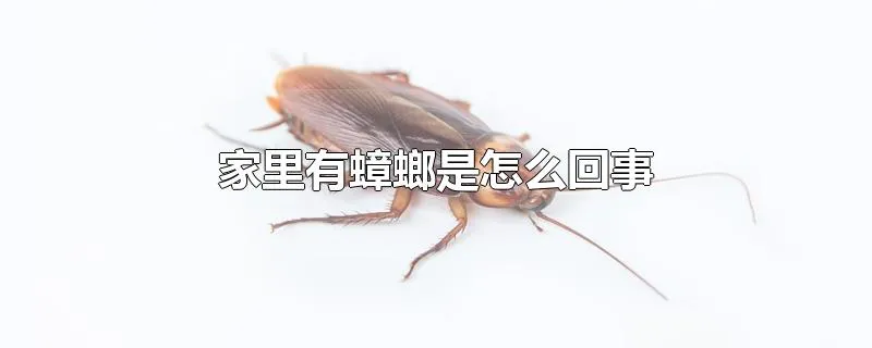 家里有蟑螂是怎么回事