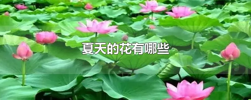 夏天的花有哪些