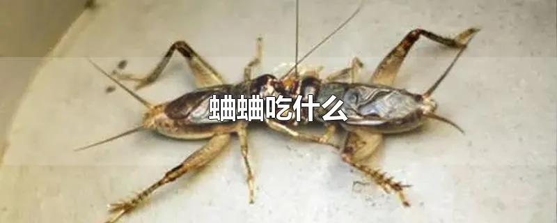 蛐蛐吃什么