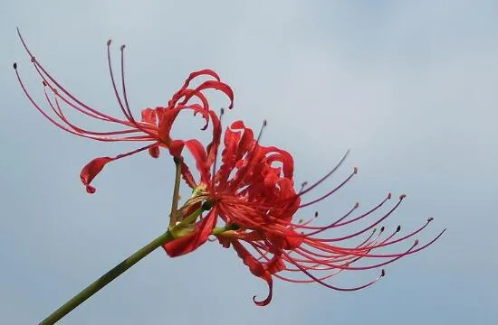 彼岸花为什么叫死人花，太过晦气专门长在坟墓