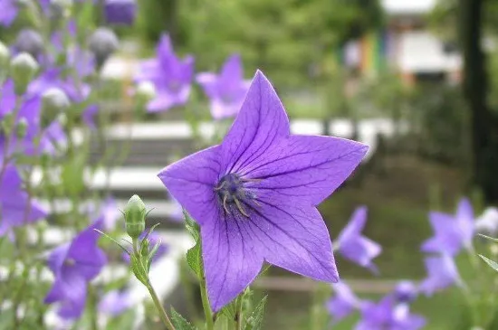 花快枯萎了怎么救活