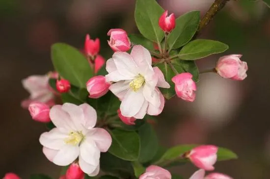 海棠花的花语是什么