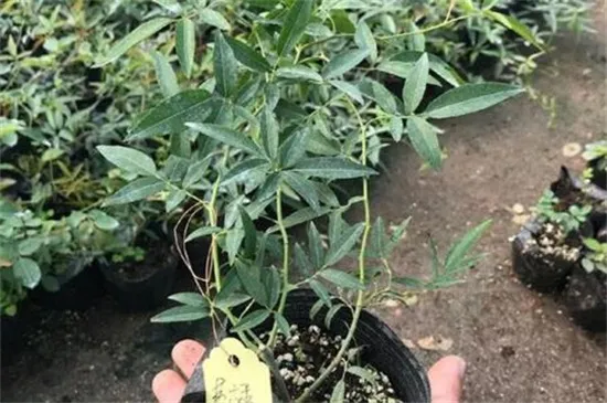 木香花什么时候移栽