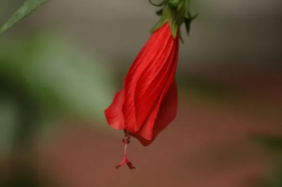 悬铃花是什么植物