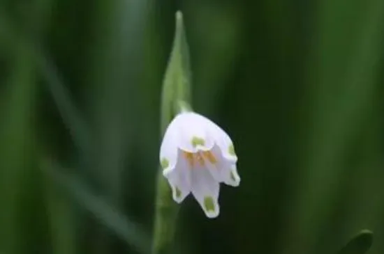 夏雪片莲怎么养