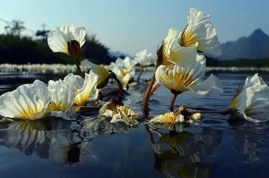 水性杨花是什么花