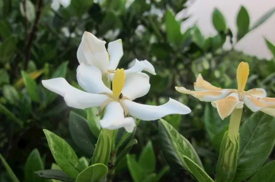 枙子花是什么时候开花