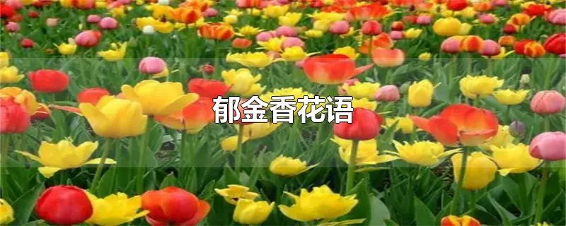 郁金香花语