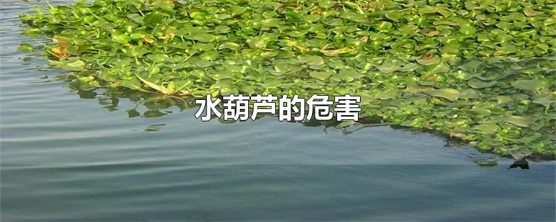 水葫芦的危害