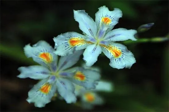 鸢尾花花语是什么，爱的使者