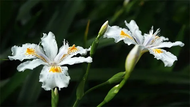 鸢尾花的花语