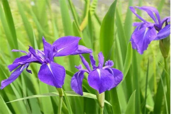 鸢尾花花语是什么，爱的使者