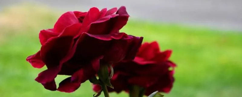 路易十四玫瑰花的花语和传说