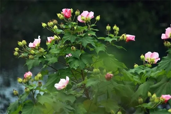 木芙蓉花的养殖方法和注意事项，修剪造型虫害防治