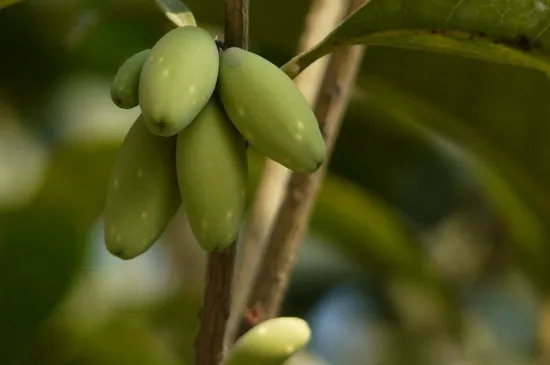 结子桂属于哪种桂花