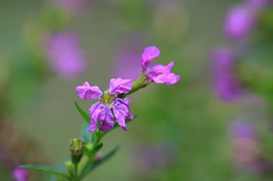 雪茄花怎么修剪