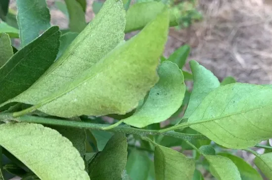 花长红蜘蛛用什么方法能解决呢