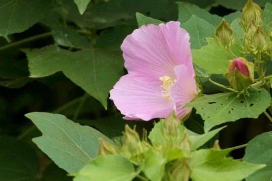 木芙蓉花怎么修剪，幼期摘心并徒长枝修剪