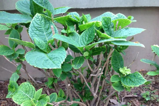 龙船花和绣球花的区别，花叶株型的三大不同点