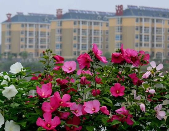 木芙蓉花什么时候开花，花期在9—11月