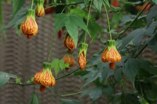 悬铃花是什么植物