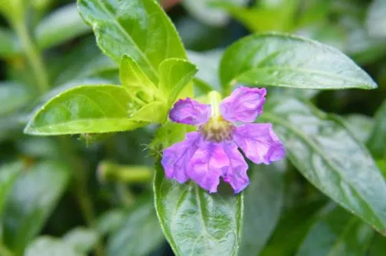 雪茄花怎么修剪